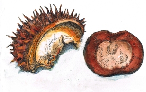 Watercolour sketch of a horsechesnut seed and its shell