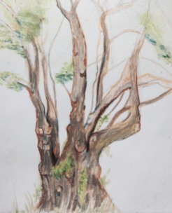 Sketch of the Alder tree done in the rain
