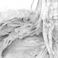 Beech tree roots - pencil